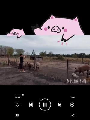 CRIANDO CERDOS DE TRASPATIO 🐷🐷🐷🐷🐷🐷🐷🐷🐷🐷🐷🐷#cerdo #cerdostiktok #cerdosdeengorde  #cuche#viralvideo #viraltiktok #viral_video #viralvideos 