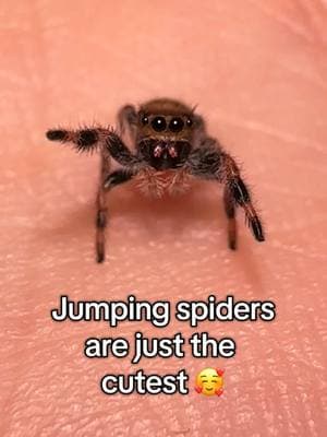 Vidia’s babies are looking so cute 🧡  #jumpingspider #myspooders #jumpingspideroftiktok #phidippusregius #regaljumpingspider #vidia #friend #babiesoftiktok 