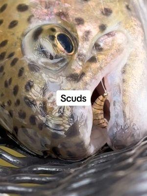 Everyone asks “what flies should I be using during the winter when no active hatches are occurring?” Scuds!!! They are present in all water systems; streams, creeks, rivers, lakes & ponds. Trout absolutely love them. They are also easy to fish, I drift mine under an indicator. Scuds are constantly moving around like a shrimp, so don’t be  afraid to wiggle your line to make them move a little bit. #troutfly #flyfishing #fishing #flyfishingtrout #flyfishdelawhere #fisherman #fishermen #fishinglife #rainbowtrout #browntrout #tigertrout #cutthroattroat #winterflyfishing #matchthehatch #matchingthehatch #scuds #crustaceans #entomology #fishingvideo #fishingcontent #learntoflyfish 