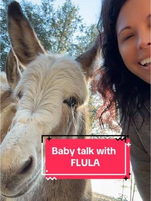 I can’t get enough of this soft little fluffy Flula! #fluffyflula #flulathedonkey #donkeylife #donkey #equine #farm #farmlife #farmtok #donkeyoftiktok #animals #farmanimals #babytalk 