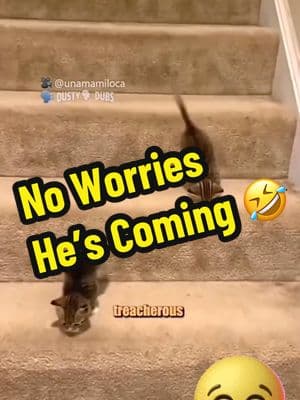 Kenneth!!!! #cat #catsoftiktok #cats #catlover #catonaleash #kittycat #kittycatsoftiktok #capcut #happyvalentinesday #valentines #valentinesdaygiftideas #honeyimhome #pov #tiktok #fyp #fypシ #funny #fypage #fypシ゚viral #viralvideo #viraltiktok #funnymoments #humor 