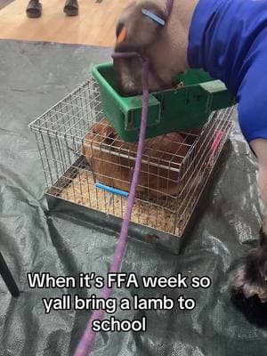 #fypシ #emmaselvidge #ffa #ffaweek @MorrisFFAofficial #livestock #livestockshow #sheep 