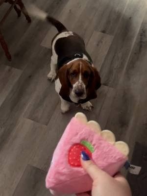 My new BarkBox came today! I’m so excited! #basset #bassethound #hound #puppy #dog #barkbox @Shop BARK @UPS 