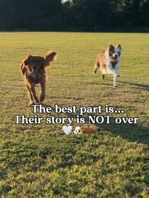 Looking back on the past three years, their bond brings us to tears. Levi and Maisy are truly something special 💛 #dogsoftiktok #tiktokdogs #PetsOfTikTok #dogcontent #petlovers #deafdogsoftiktok #deafdog #deafaustrailianshepherd #deafaussie #goldenretriever #aussie #goldenretrieverlife #aussiesoftiktok #goldensoftiktok #dogbestfriend #dogsvideo #dogsstory 