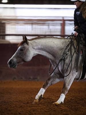 Not to be compared. Haywire Rebel has won over $112,000 in his career so far - trained and shown by Morgan Cromer. This is the kind of horse everyone calls us looking for. One. Of. A. Kind. #theverybest #soloselecthorses #redroan #cuttinghorse #NCHA #MetallicRebel #Champion