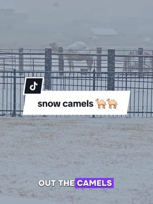 Snow camels! #K9cowgirl #caninecattleandcamelranch #Camel #Grover #snow 