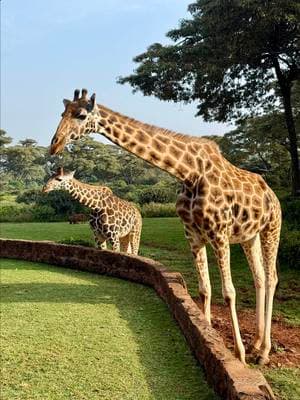 Thank you for going to #Kenya 🇰🇪 with me Family!  How did this end up one of my #bestvacationever What a journey!   #AnthonyAntoine #aroundtheworldwithanthonyantoine #solotravel #tripscometrue #bucketlist #safari 