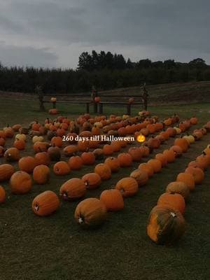 260 days left until Halloween! 🎃 who else has already started counting down till fall and spooky season? 👻 #halloweencountdown #halloween #halloweendecor #halloweenvibes #fall #fallvibes #fallaesthetic #autumn #autumnvibes #autumnaesthetic #spookyseason #pumpkinseason 