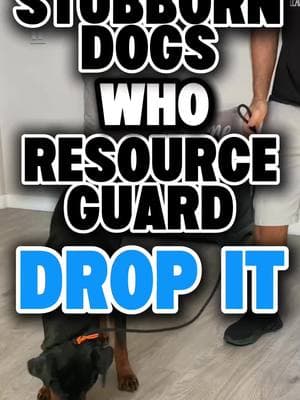 👉🏽 I prefer to teach “Drop it” through play. It’s more enjoyable and less serious.  However, I have no problem putting this type of pressure on a dog that is grabbing items and guarding them when we try to take them back.  As I wrote in the video, the best way to address this, first and foremost,  is better supervision and management. But some dogs will grab anything.  “Leave it” is also a great thing to teach but ultimately you (and my clients in the video) need to know how to get an item from your dog in a straightforward, non confrontational manner that doesn’t involve trading anything in the event that your dog gets a hold of something.  Most dogs are too smart for trades. They’ll end up grabbing items to initiate a trade. They’re not dumb.  #balanceddogtraining #dogtrainingbasics #resourceguarding #dogtrainingtips #dogtraining101 #rotties #dogpsychology  Does your dog grab ahold of things and guard?