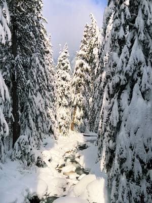 So much beauty out there in the #snow  ❄️ #hikingadventures #dailydoseofnature #hikingtiktok #winterhike #snowday #washington #winterwonderland 