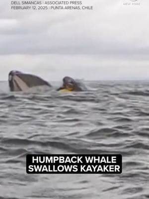 A humpback whale briefly swallowed a kayaker off Chilean Patagonia before quickly releasing him unharmed.  #whale #nature #ocean