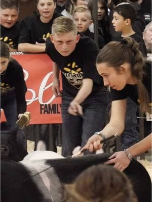 Krew and Karis staring at the Judge at Gold Rush Classic livestock show #showpigs #pigs #staredown 