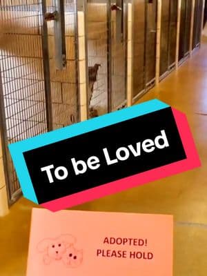 Heartwarming reactions to being adopted 🥰 #dogs #dogoftiktok #PetsOfTikTok #doggo #shelterdog #dogadoption #adopteddog #fyp #adopting #dogmom #doglovers 