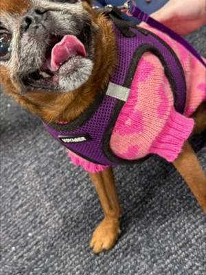 Spreading lots of love as a therapy dog 💞!! #therapydog #spreadlove #happydog #smiley #smilingdog #pink #valentine #happyvalentine #bemyvalentine #brusselsgriffon 