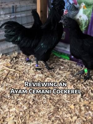 Reviewing an Ayam Cemani cockerel #chicktok #chickensoftiktok #backyardchickens #ayamcemani #ayamcemanichicken #apa #qualifying #standard #competitive #progress #fibro #geneticmutation 