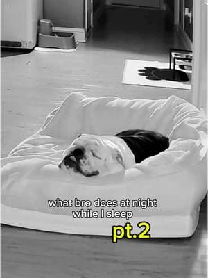 pt.2 since yall loved pt.1 🤣 #englishbulldog  #bulldog #bulldogs #dog #dogsoftiktok #doglover #dogmom #doglife #cutedog #bro #panda #sleepover #sleep #lazy #stubborn #viralvideo #funnydog #explorepage #foryoupage #fypシ #fypage 