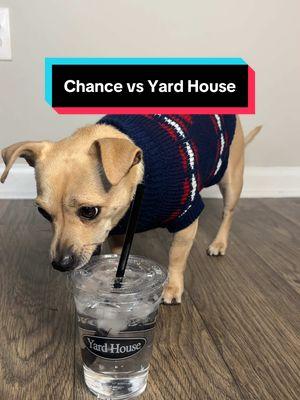 Chance vs @Yard House   #FoodiePup #RestaurantTakeout #dogsofinsta #dogsoftiktok #TooCuteToHandle #watertok #yardhouse 