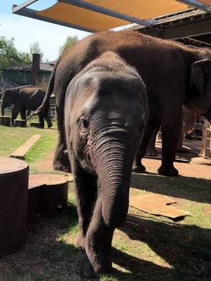 💧Drip, splash, water💧  #okczoo #wildlife #elephants #dripsplashwater #enrichment 