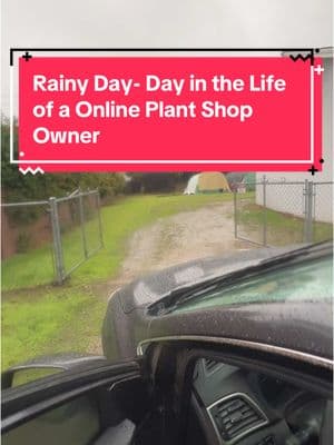 Rain or Shine?! The plant life never stops!! See you guys tonight 7:30 pm pst on tiktok! New Plants and more! #plants #houseplants #garden #tropicalplants #plantcon #plantconorlando #grow 