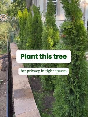 Small yard? 🌲 Create a privacy screen while saving space with Emerald Green Arborvitaes.  These compact trees have dense foliage that create a lush, green barrier from neighbors, roads, and other unwanted views.  #emeraldgreenarborvitae #arborvitaetree #privacytree #arborvitae #privacyscreen #privacyfence #gardening #landscaping #fastgrowingtrees