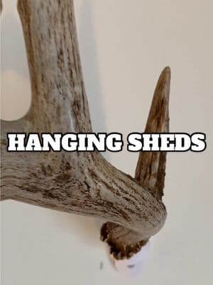 Now this is how you hang shed antlers.  @buckbracket has some great shed hangers.  #antlers #deerseason #shed #shedhunting #bigbuck #mount 