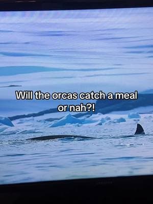 STRESSED! 😭 #orcas #seals #wildlife #wildanimals #ocean #foryou #viralvideo #trendingsound #sarahjae #whatdowehavetodayhoney #animalsounds 