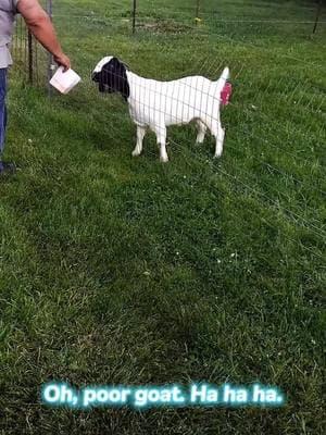 Oh, poor goat. Hahaha#goats #farm #lamb #funnyvideo 