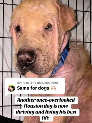 Replying to @si air uh. @Halle Bryan Thank you for loving him so deeply and for choosing adoption 💕Make sure to follow Gus page for more updates on him! #adoptdontshop #houston #dogsoftiktok #beforeandafter #animalrescuer #dogtok #animallover #straydog #doglover 