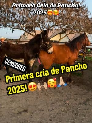 Yo le miro un lucero en la frente 😍✨#fyp #parati #mula #macho #grande #yegua #yeguas #maquila #rancho #caballo #caballos #xy #foryou #cuartodemilla #potro #california #potrillo #kentuky 