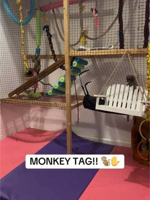 Our nightly entertainment 😂🤪 #monkeysoftiktok #monkeyingaround #marmoset #tinymonkey 