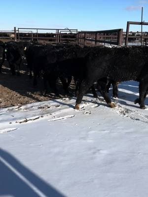 Beef on dairyyyyy. How many of ya’ll feed em? I did in KS but first time in NE. Kinda gives me PTSD 😅 #beef #dairy #cross #holstein #angus #feedlot