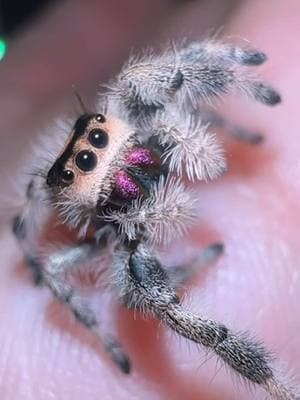 Hey Angel 💜😍  #jumpingspider #myspooders #jumpingspideroftiktok #phidippusregius #regaljumpingspider #pretty #angel #Love 