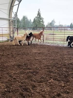 Baby Regal sure is fancy 😮‍💨 can’t wait to watch this boy grow and hopefully show at nationals this year! #colt #amhr #showhorse #yearling #workoutmotivation #letsgetpretty #foryou #foryoupage #fancy #amha #miniaturehorsesoftiktok #miniaturehorses 