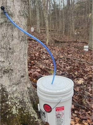 Day 9 of Maple Tapping Season: Sickness doesn’t stop the process!!! 😜  #mapletok #maplesyrup #maplesyrupseason #mapletapping #homestead 