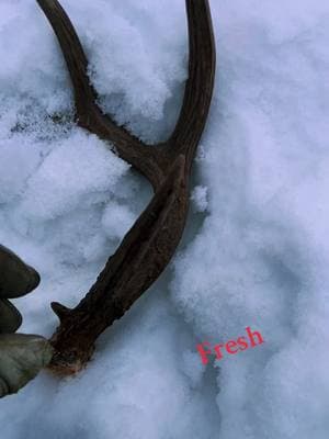 Don’t let them lay out there too long it’s cold #shedhunting #shedtok  #ShedHunting #ShedHuntingAddict #ShedHuntingSeason #ShedHuntingLife #ShedHuntingSuccess #ShedHunting2025 #AntlerAddiction #AntlerHunting #AntlerSheds #BigShedsOnly #BoneCollector #DeadheadFinds #WhitetailSheds #MuleDeerSheds #ElkSheds #MooseSheds #BigGameSheds #PublicLandSheds #BackcountrySheds #WildernessHunter #NatureHunter #ShedRally #ShedHuntingCommunity #ShedHuntingFamily #AntlerObsessed