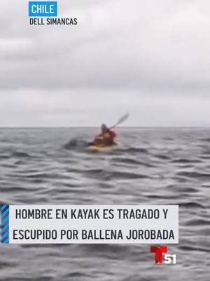 Un video captó cómo un hombre que navegaba en kayak en Chile fue tragado brevemente por una ballena jorobada. Segundos después, el animal liberó al hombre ileso. #chile #kayak #ballenajorobada