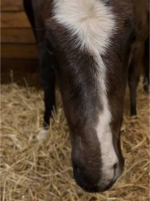 Anyway, the zombie has arrived… Again #Omahabeach #filly #thoroughbred #racehorses #horseracing #horse #equestrian #foal #foalingseason #foalingseason2025 #broodmare #mare 