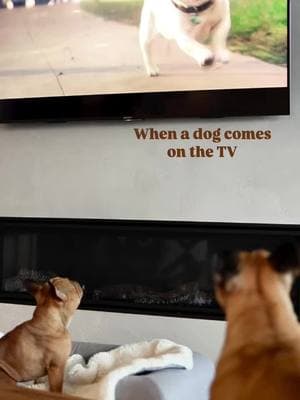 Does anyone else's dog feel the need to defend their home when an animal comes on the TV, orrrr...? 🙃 Credit: @Karl + Kevin  . . . . . . . . #frenchiebabyy #frenchielife #frenchies #frenchiepuppy #frenchie #frenchiepupies #frenchielovers🐾 #frenchiesoftiktok 