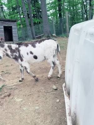 Amos really thought Dixie would love his bowl! ❤️ Happy Valentines Day! #dewhaven #mainezoo #nonprofit #ValentinesDay 