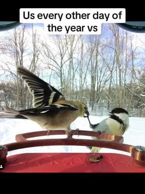 It be like that 😏 #birdbuddy #birdfeeder #funnyanimals #valentines #relationshiphumor 