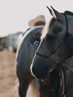 💘Friendly reminder to saddle and boot up your Valentine’s horse today! @Cactus Ropes @CowboysChoiceFeeds  #choiceofchampions #cactussaddlery #qualitymatters #conquerwithcactus #teamcactus #cactusteamroper #cactusgear #cactusropes #cowboyschoicefeeds   #fyp #foryoupage #fy #ValentinesDay #valentine #Love #saddles #valentines 