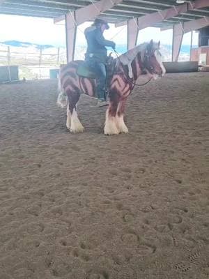 Trick Training #babybrenin💙 #beefcakebrenin💙 #bulldozerbrenin💙 #breninthefluffyzebra💙 ##strawberrygypsyvanners #gypsyvanner #gypsycob #horsesoftiktok #equestrian #stallion #sootyflaxenchestnut #gotmane #gotfeather #perfectman #oregon 