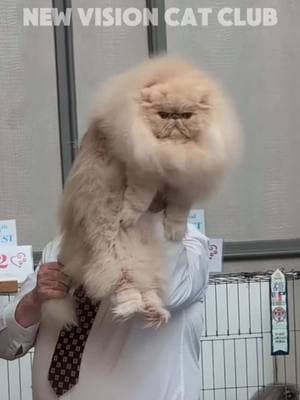 𝐏𝐄𝐑𝐒𝐈𝐀𝐍. 𝐽𝑈𝑆𝑇 𝑆𝑂 𝐽𝐴𝑀𝐼𝐸 𝑂𝐹 𝐽𝐴𝐷𝑂𝑁  what a magnificent floof!  Judge Darrell Newkirk.  Premiership final.  #cfacatshow #persiancat #persiancats #persiancatsoftiktok 