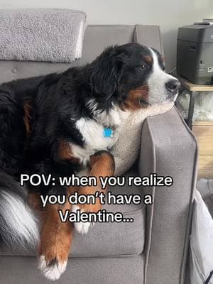 Help Willard find his Valentine 💔❤️💖 #ValentinesDay #valentines #bmd #goodboy #berner #bernesemountaindog #bernesepuppy #willard #goodboywillard #pup #dogsoftiktok #doglover #dog #dogs 