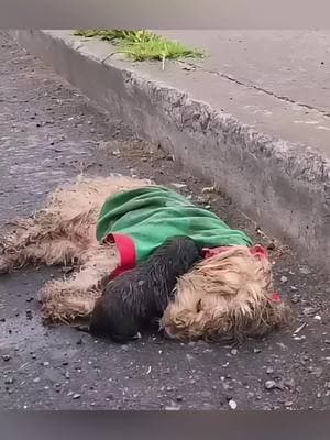 The puppy clung to its mother’s body, crying for help as tears streamed down the mother dog’s face! #rescuedog #rescuepuppy #savedog #puppy #puppytiktok #dog #dogsoftiktok #poorpuppy #homelessdog #poordog 