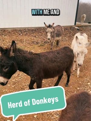 We’ve got almost a classroom’s worth of donkeys🤣 #farmlife #cashthedonkey #babydonkey #viralanimals 