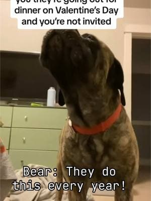 ❤️🐾  #englishmastiff #em #mastiff #squishy #fyp #fypシ #fypage #woof #bear #lapdog #bigdog #dogsoftiktok #hercules #dogsoftiktokviral #sandlot #dogsoftiktokviral🐶🦮 #sweetboy #bigbaby #mastiffsoftiktok #mastiffs #mastifflover #squishyface #jowls #onthisday 