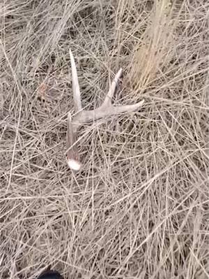 Cool set  #ShedHunting #ShedHuntingAddict #ShedSeason #ShedAntlers #ShedHunter #AntlerHunting #AntlerAddict #WhitetailSheds #ElkSheds #PublicLandSheds #HikingForBone #DropTineFinds #BigBoneFinds #ShedRally #RackHunter #HornsInTheHills #ChasingBone #OutdoorAddiction #HuntHardFindMore #Shedicated #ShedLife #ShedHuntingLife