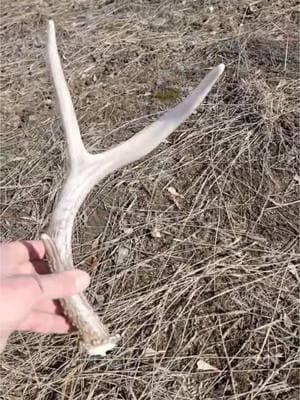 Dink  #ShedHunting #ShedHuntingAddict #ShedSeason #ShedAntlers #ShedHunter #AntlerHunting #AntlerAddict #WhitetailSheds #ElkSheds #PublicLandSheds #HikingForBone #DropTineFinds #BigBoneFinds #ShedRally #RackHunter #HornsInTheHills #BoneCollector #ChasingBone #OutdoorAddiction #HuntHardFindMore #Shedicated #ShedLife #ShedHuntingLife