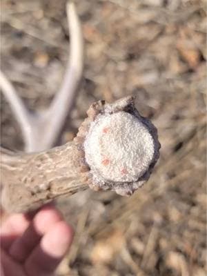 Couple more dog treats  #ShedHunting #ShedHuntingAddict #ShedSeason #ShedAntlers #ShedHunter #AntlerHunting #AntlerAddict #WhitetailSheds #ElkSheds #MuleDeerSheds #PublicLandSheds #HikingForBone #DropTineFinds #BigBoneFinds #ShedRally #RackHunter #HornsInTheHills #BoneCollector #ChasingBone #OutdoorAddiction #HuntHardFindMore #Shedicated #ShedLife #ShedHuntingLife